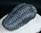 Bargain Phacops Trilobite From Morocco - #9732-2